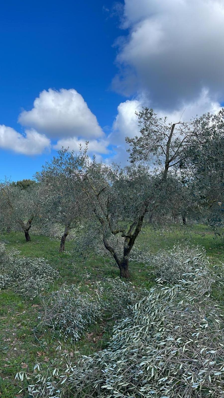 Agriturismo Podere Campalto Campiglia Marittima Eksteriør billede