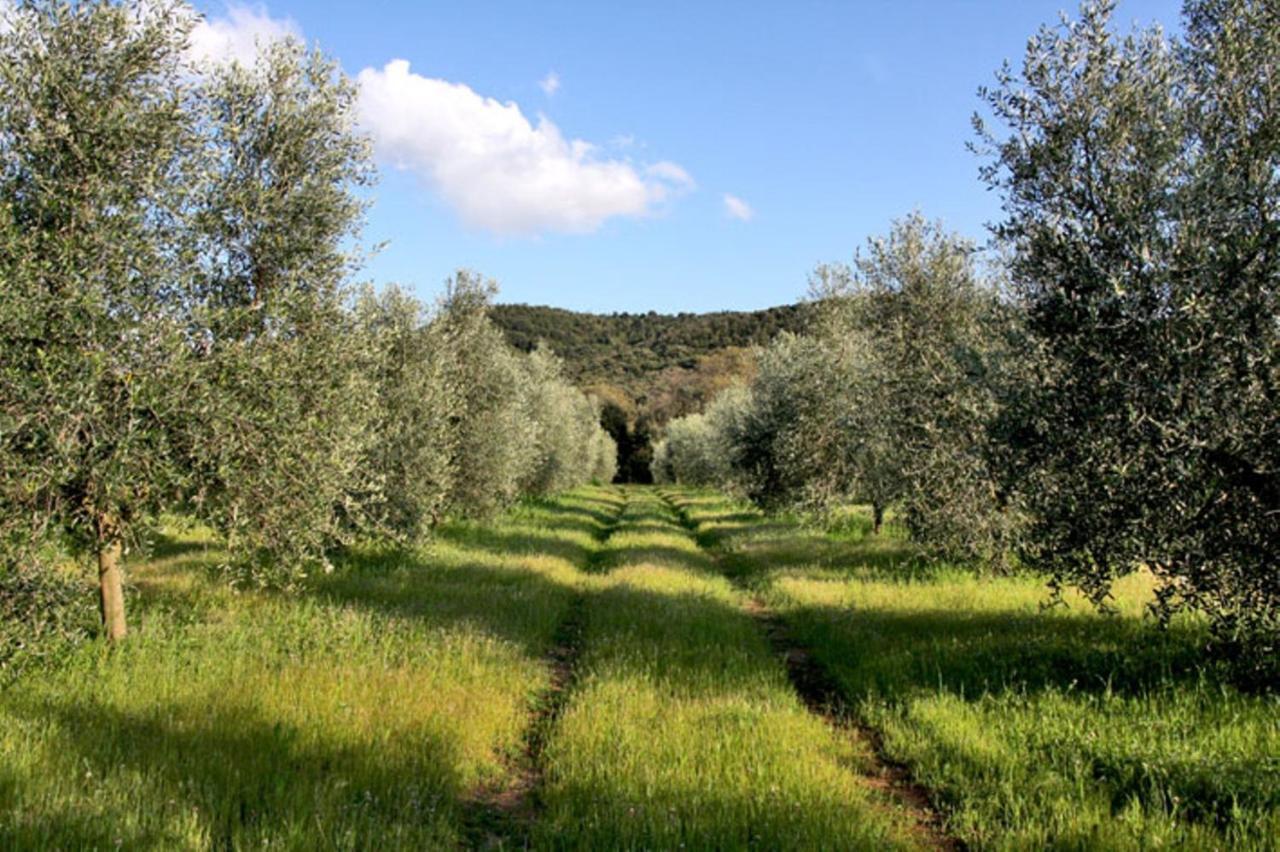 Agriturismo Podere Campalto Campiglia Marittima Værelse billede